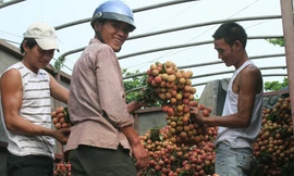 Hơn 1.000 hộ nông dân Bắc Giang có thu nhập trăm triệu từ vải thiều