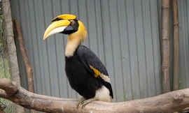 Cận cảnh vườn chim quý hiếm bậc nhất Hà thành