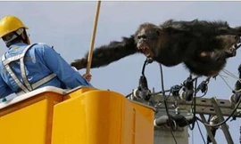 Tinh tinh tấn công nhân viên cứu hộ lúc bị bắn thuốc mê.