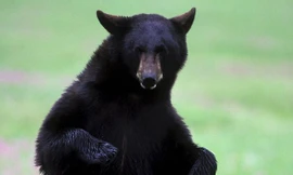 Ông già 61 tuổi 'hạ đo ván' gấu đen 145 kg chỉ với nắm đấm