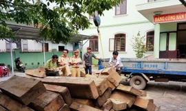 Hàng chục phách gỗ de, gỗ dỗi bị tịch thu do kê khai trái quy định khi vận chuyển. 