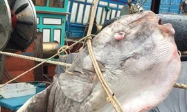 Ngư dân Nghệ An bắt được cá mặt trăng gần 1 tấn