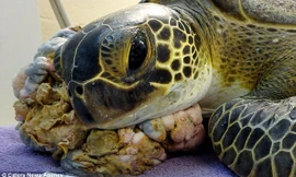 Chica, giống rùa biển xanh quý hiếm, được tìm thấy ở khu vực kênh Boca Chica thuộc đảo Florida Keys, tiểu bang Florida, Mỹ. Một người dân địa phương đã gọi điện cho Bệnh viên Rùa ở Marathon, Florida sau khi phát hiện con vật với khối u khổng lồ che kín nử