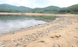 Cá chết hàng loạt, phủ trắng hồ ở Quảng Nam