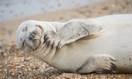 Nhiếp ảnh gia nghiệp dư Julie Saunders và vị hôn phu đã lái xe suốt ba giờ từ quê nhà ở Southend on Sea, Essex đến bãi biển Horsey tại Norfolk, Anh để ghi lại những hình ảnh thú vị về loài hải cẩu xám. (Nguồn Metro)