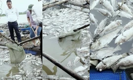 Các thành viên HTX Hợp Lực vớt số cá mú bị chết vào ngày 14/9. 