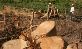 Phạt hành chính một cán bộ huyện có hành vi phá rừng