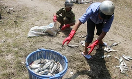 Cá nuôi gần cửa biển Huế chết hàng loạt