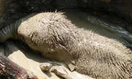 Chú voi 2 tháng tuổi rơi xuống giếng.