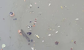 Nhiều loài cá nhỏ bơi lờ đờ theo đám trên dòng nước sông bẩn đục. 