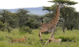 Trong khi quan sát và chụp ảnh sư tử trong vườn quốc gia Serengeti ở Tanzania, nhiếp ảnh gia Barbara Fleming đã vô tình thấy ba con sư tử đói truy đuổi một con hươu cao cổ. (Nguồn: Daily Mail)