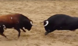 Khoảnh khắc hai con bò tót lao vào nhau với tốc độ cao.