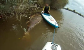 Xác cá ngừ vây xanh trôi trên sông Severn.