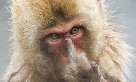 Bị quấy rầy giờ tắm, chú khỉ giơ ‘ngón tay thối’ về phía nhiếp ảnh gia
