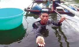 Ốc hương dễ nuôi lại lãi cao. 