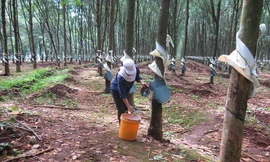 Một trong những rừng cao su của Binh đoàn 15.