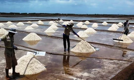Cảnh thu hoạch muối ở Bạc Liêu.