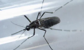 Loài muỗi edes aegypti được nghiên cứu trong phòng thí nghiệm. Ảnh: Reuters