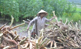 Người dân Quảng Nam thu gom hoa màu trước khi bão đổ bộ