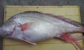 Bắt được cá nghi là sủ vàng nặng gần 6kg trên sông Hậu