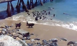 Căng thẳng cuộc đụng độ giữa chó và sư tử biển 