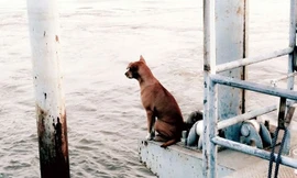 Bức ảnh cô chó đợi chủ thu hút hơn 10.000 lượt chia sẻ.