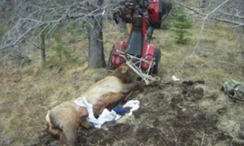 Thợ săn trọng thương vì ngã trúng con mồi vừa giết