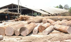 Gỗ không rõ nguồn gốc được cất giữ tại doanh nghiệp Quốc Triệu