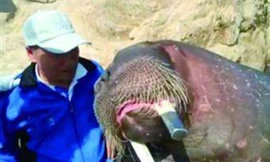 Hình ảnh trước lúc Jia bị dìm chết.