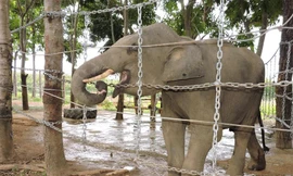 Voi Jun tại Trung tâm bảo tồn Voi Đắk Lắk