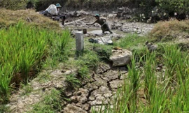 Tác động của El Nino đến Đồng bằng sông Cửu Long. Ảnh: Internet