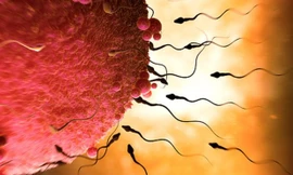 Quan niệm thai nhi chỉ được tạo bằng thụ tinh giữa trứng và tinh trùng đã lỗi thời.