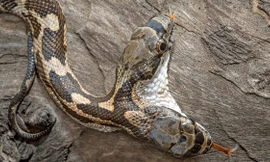 Rắn hai đầu ở Mỹ.