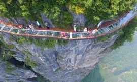 'Thót tim' du ngoạn trên cầu kính bên vách núi cao 1.500 m