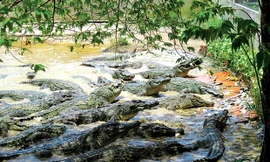 Gần 100 con cá sấu sổng chuồng trong mưa lũ