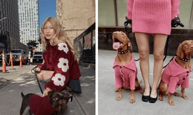 Không phải KOL hay người mẫu, thú cưng mới là "ngôi sao" của các chiến dịch thời trang