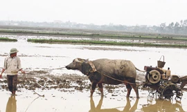 Ông Đinh Văn Tỵ dùng trâu kéo máy cày hết dầu lên bờ	Ảnh: Đức Hạnh