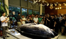 Đầu bếp Hà thành hì hục mổ cá ngừ vây xanh khủng, nặng 200kg