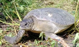 Thả rùa xanh về biển