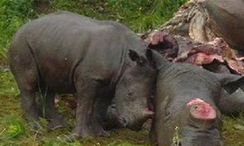 Tin vắn Quốc tế