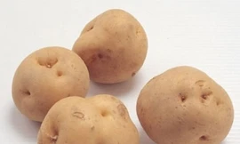 Nguy hiểm vì ăn khoai tây mọc mầm