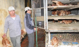 Bắt xe tải chở nửa tấn gà lậu tuồn về Hà Nội