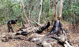 Voi chết, dự án bảo tồn giậm chân tại chỗ