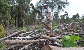 Du lịch sinh thái phá rừng