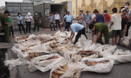 Phát hiện hơn một tấn ngà voi giấu kín trong container lạc