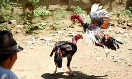 Phá điểm đá gà ăn tiền, thu giữ gần 93 triệu đồng