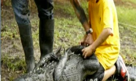 Nam sinh 12 tuổi vật lộn với cá sấu cứu người
