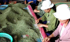 Phân loại cà phê xuất khẩu