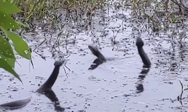 Ba con rắn hổ mang cá quần chiến giành bạn tình dưới nước