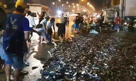 Xe tải lật ngang, gần 3 tấn cá rô bò lổn nhổn trên quốc lộ